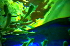 acryglas-unterwasser-02
