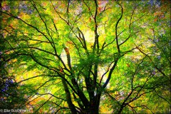 ZaubergARTen - The Tree of Life auf Leinwand