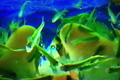 acryglas-unterwasser-09