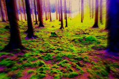 eye-catcher-leinwand-bulgarien-waldbilder-baumlronen-01-scaled