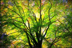 eye-catcher-acrylglas-leinwand-the-tree-of-life-scaled