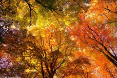 leinwand-zaubergarten-02